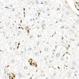 Immunohistochemistry - Anti-Gelsolin Antibody (A305452) - Antibodies.com