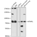 Western Blot - Anti-MTMR1 Antibody (A305455) - Antibodies.com