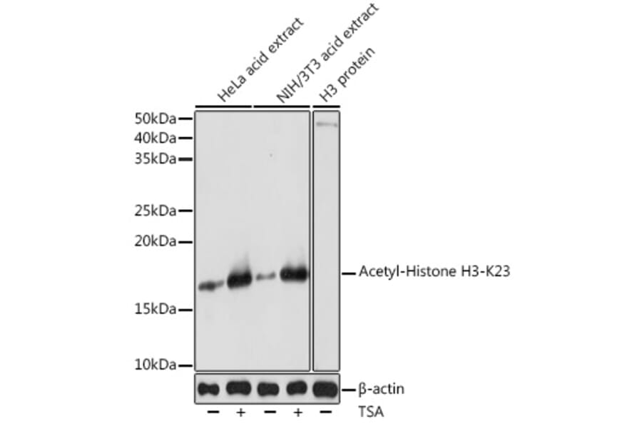 Western Blot - Anti-Histone H3 (acetyl Lys23) Antibody (A305456) - Antibodies.com