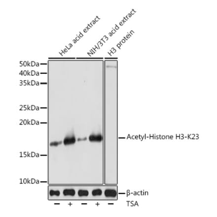 Western Blot - Anti-Histone H3 (acetyl Lys23) Antibody (A305456) - Antibodies.com