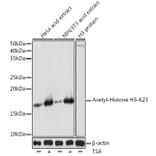 Western Blot - Anti-Histone H3 (acetyl Lys23) Antibody (A305456) - Antibodies.com