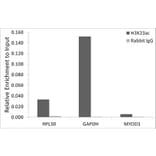 Chromatin Immunoprecipitation - Anti-Histone H3 (acetyl Lys23) Antibody (A305456) - Antibodies.com