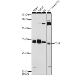 Western Blot - Anti-CDK1 Antibody (A305460) - Antibodies.com