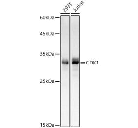 Western Blot - Anti-CDK1 Antibody [ARC50611] (A305461) - Antibodies.com