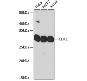 Western Blot - Anti-CDK1 Antibody [ARC50607] (A305462) - Antibodies.com