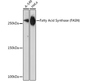 Western Blot - Anti-Fatty Acid Synthase Antibody [ARC0377] (A305468) - Antibodies.com