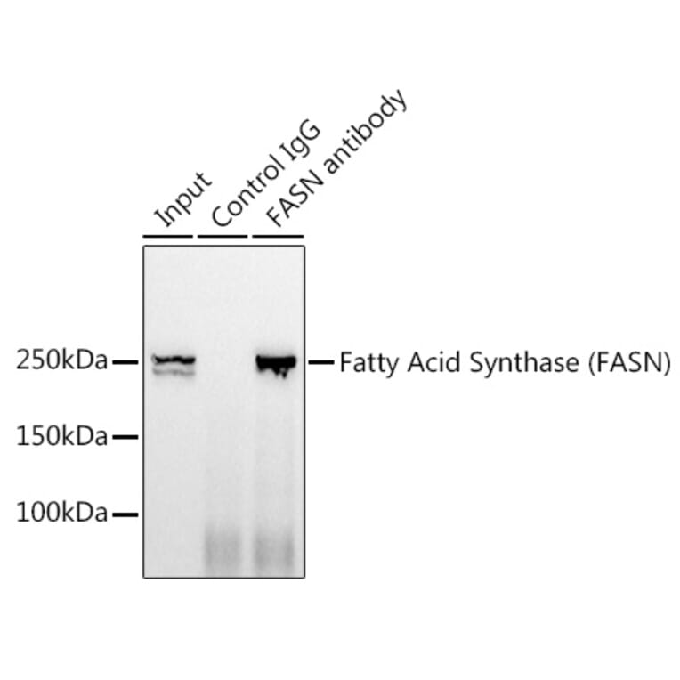 Western Blot - Anti-Fatty Acid Synthase Antibody [ARC0377] (A305468) - Antibodies.com
