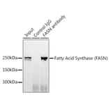 Western Blot - Anti-Fatty Acid Synthase Antibody [ARC0377] (A305468) - Antibodies.com