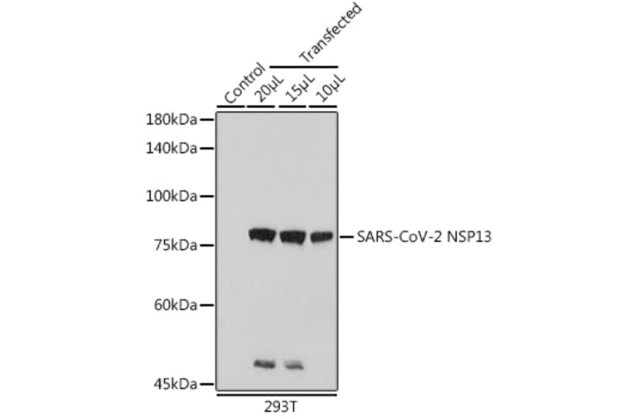Western Blot - Anti-SARS-CoV2 NSP13 Antibody (A305469) - Antibodies.com