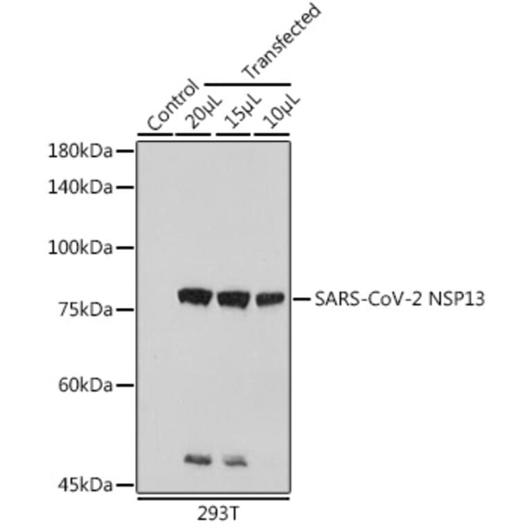Western Blot - Anti-SARS-CoV2 NSP13 Antibody (A305469) - Antibodies.com