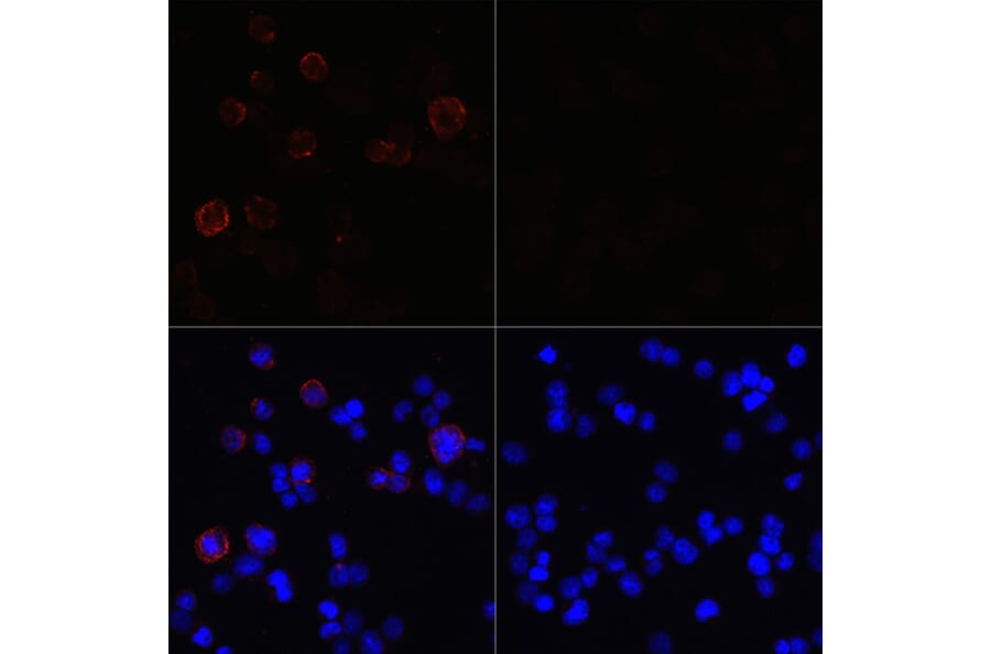 Immunofluorescence - Anti-SARS-CoV2 NSP13 Antibody (A305469) - Antibodies.com