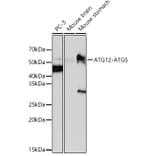 Western Blot - Anti-ATG12 Antibody [ARC0089] (A305470) - Antibodies.com