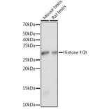 Western Blot - Anti-Histone H1 Antibody (A305473) - Antibodies.com