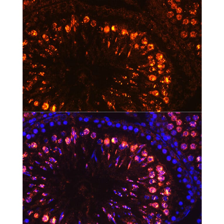 Immunofluorescence - Anti-Histone H1 Antibody (A305473) - Antibodies.com