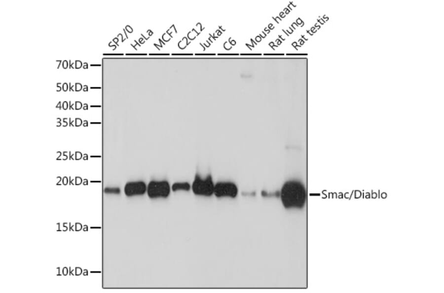 Western Blot - Anti-Smac/Diablo Antibody [ARC1340] (A305474) - Antibodies.com
