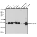 Western Blot - Anti-Smac/Diablo Antibody [ARC1340] (A305474) - Antibodies.com