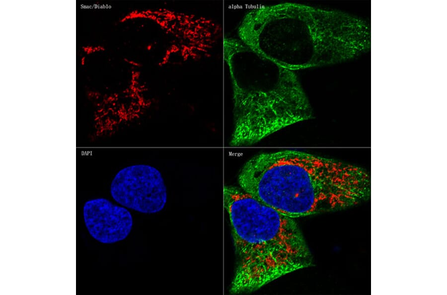 Immunofluorescence - Anti-Smac/Diablo Antibody [ARC1340] (A305474) - Antibodies.com