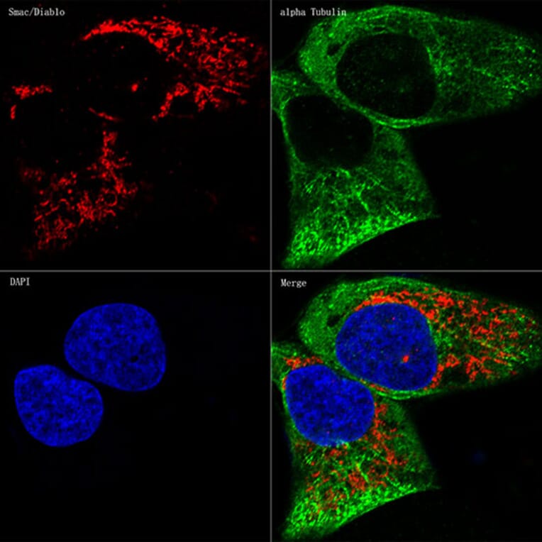 Immunofluorescence - Anti-Smac/Diablo Antibody [ARC1340] (A305474) - Antibodies.com