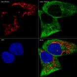 Immunofluorescence - Anti-Smac/Diablo Antibody [ARC1340] (A305474) - Antibodies.com