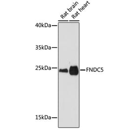 Western Blot - Anti-FNDC5 Antibody (A305480) - Antibodies.com