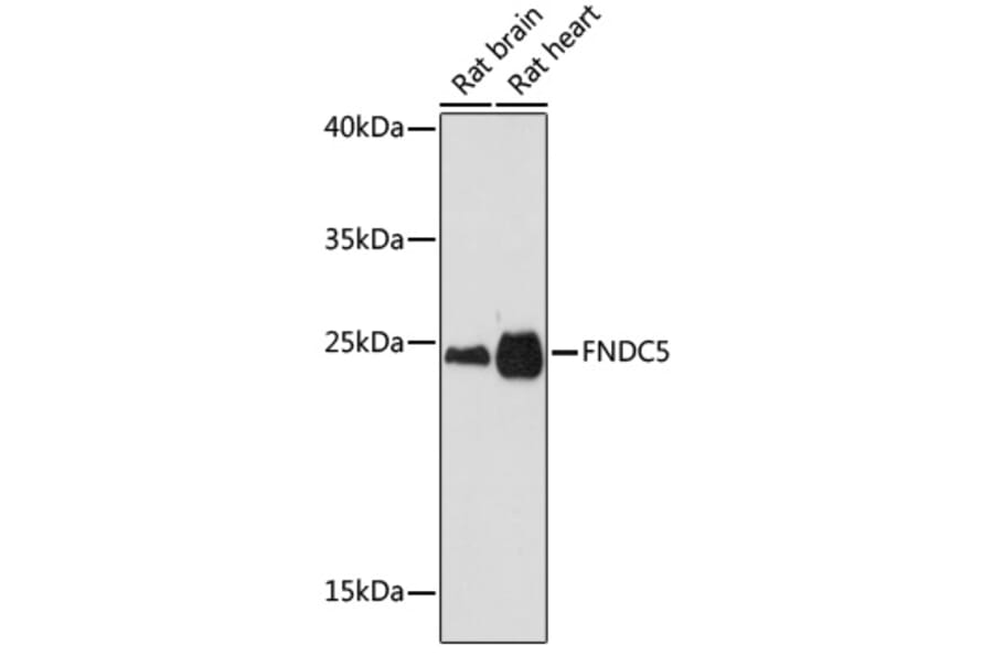 Western Blot - Anti-FNDC5 Antibody (A305480) - Antibodies.com