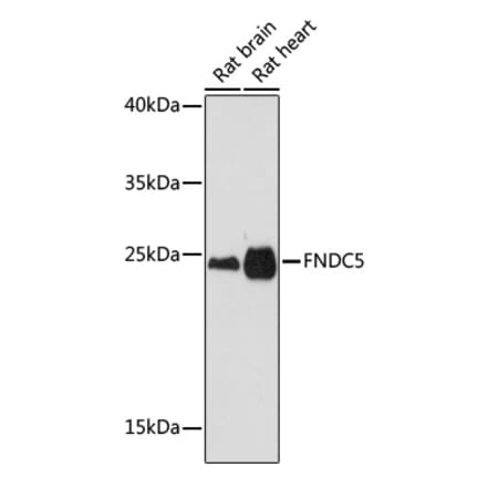 Western Blot - Anti-FNDC5 Antibody (A305480) - Antibodies.com