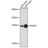 Western Blot - Anti-FNDC5 Antibody (A305480) - Antibodies.com