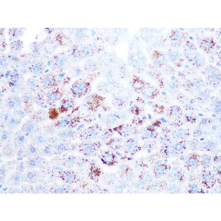 Immunohistochemistry - Anti-Cathepsin L/V/K/H Antibody [ARC1276] (A305481) - Antibodies.com