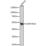 Western Blot - Anti-ZMPSTE24 Antibody (A305482) - Antibodies.com