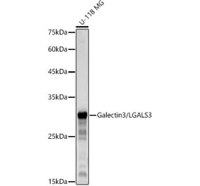 Western Blot - Anti-Galectin 3 Antibody [ARC2807] (A305483) - Antibodies.com