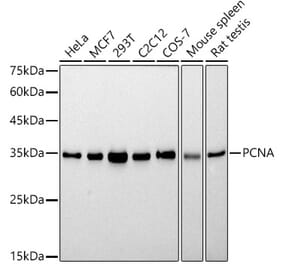 Western Blot - Anti-PCNA Antibody [ARC51324] (A305487) - Antibodies.com