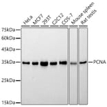 Western Blot - Anti-PCNA Antibody [ARC51324] (A305487) - Antibodies.com