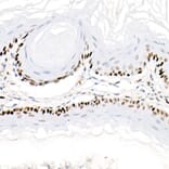 Immunohistochemistry - Anti-PCNA Antibody [ARC51324] (A305487) - Antibodies.com