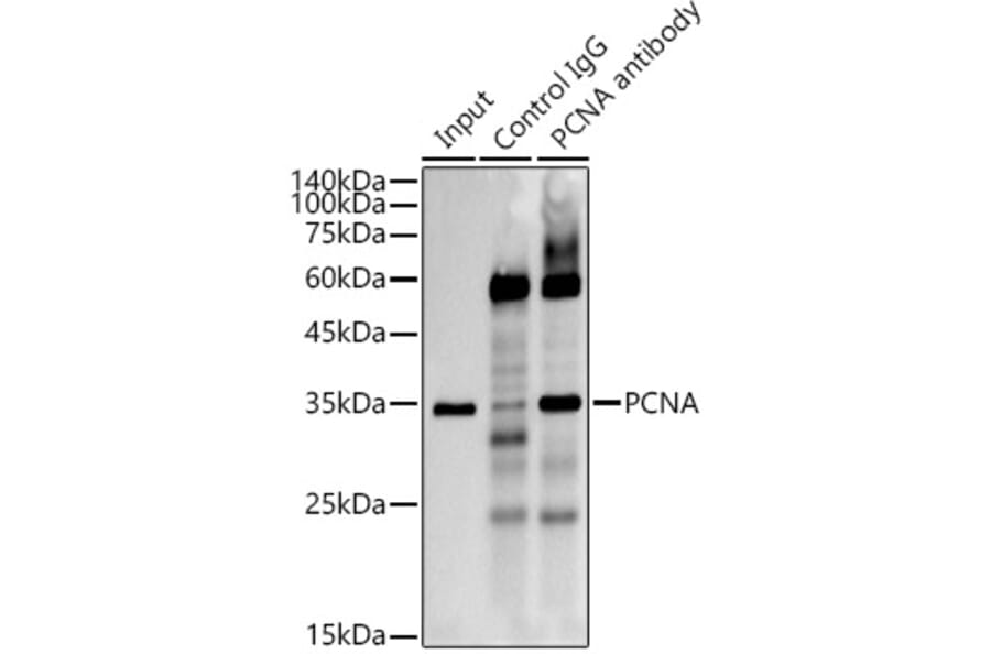 Western Blot - Anti-PCNA Antibody [ARC51324] (A305487) - Antibodies.com