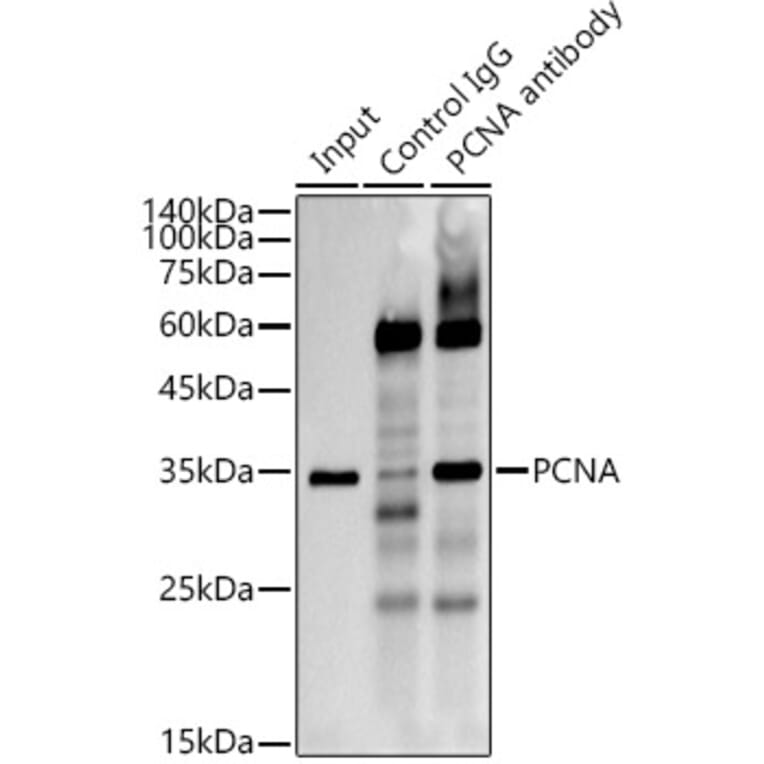 Western Blot - Anti-PCNA Antibody [ARC51324] (A305487) - Antibodies.com