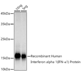 Western Blot - Anti-Interferon alpha 1 Antibody [ARC52133] (A305491) - Antibodies.com