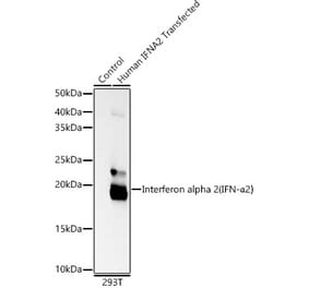 Western Blot - Anti-Interferon alpha 2 Antibody [ARC53291] (A305492) - Antibodies.com