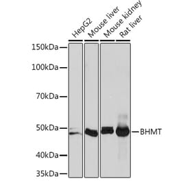 Western Blot - Anti-BHMT Antibody [ARC1249] (A305496) - Antibodies.com