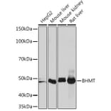 Western Blot - Anti-BHMT Antibody [ARC1249] (A305496) - Antibodies.com