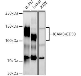 Western Blot - Anti-ICAM3 Antibody [ARC2822] (A305509) - Antibodies.com