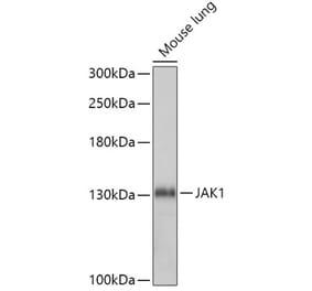 Western Blot - Anti-JAK1 Antibody (A305515) - Antibodies.com