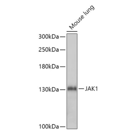 Western Blot - Anti-JAK1 Antibody (A305515) - Antibodies.com