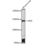 Western Blot - Anti-JAK1 Antibody (A305516) - Antibodies.com