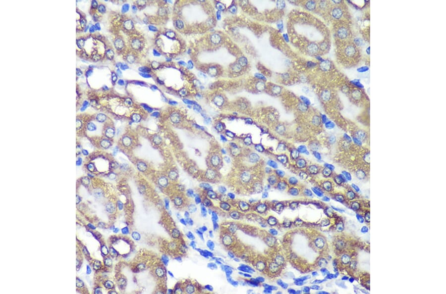 Immunohistochemistry - Anti-ANKLE2 Antibody (A305517) - Antibodies.com