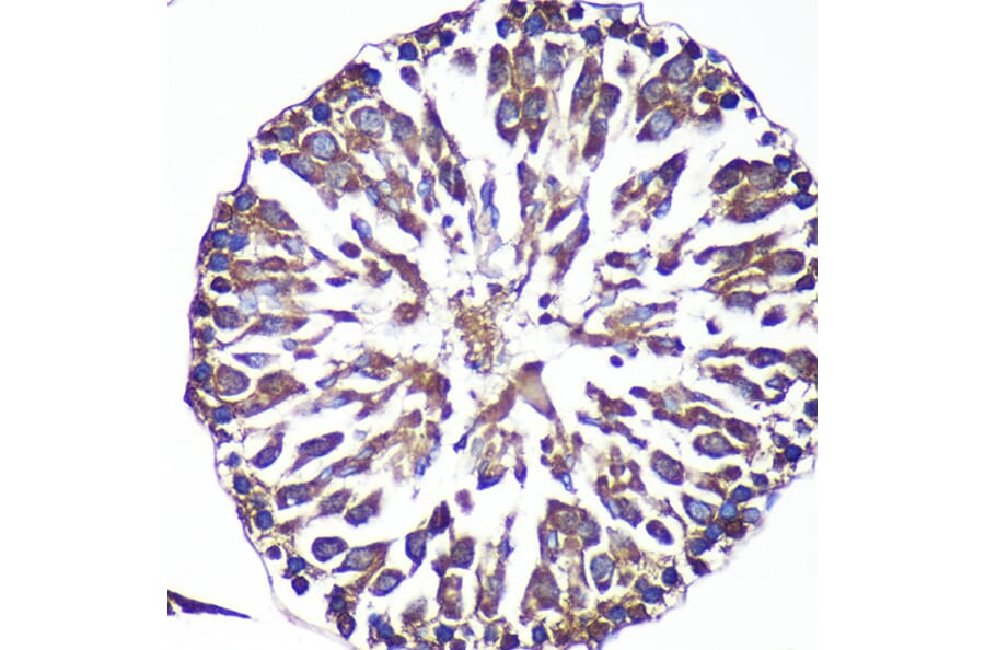 Immunohistochemistry - Anti-ANKLE2 Antibody (A305517) - Antibodies.com