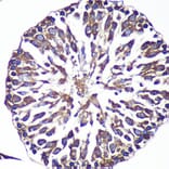 Immunohistochemistry - Anti-ANKLE2 Antibody (A305517) - Antibodies.com