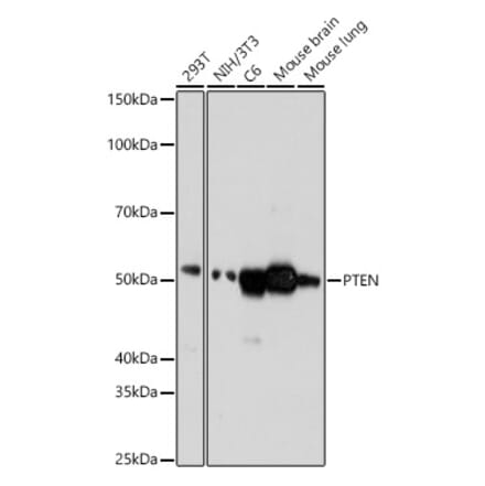 Western Blot - Anti-PTEN Antibody [ARC0364] (A305521) - Antibodies.com