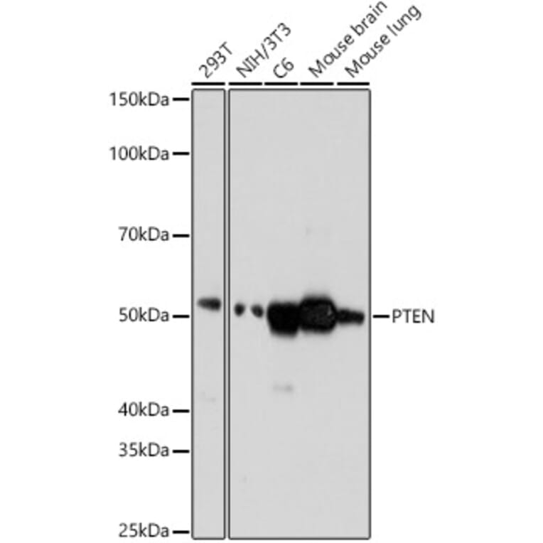 Western Blot - Anti-PTEN Antibody [ARC0364] (A305521) - Antibodies.com