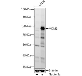 Western Blot - Anti-MDM2 Antibody (A305526) - Antibodies.com