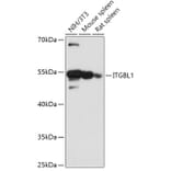 Western Blot - Anti-OSCP Antibody (A305529) - Antibodies.com